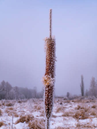 Aquatic plant cattail in white frost in frosty winter. Marsh plant cattail. Swamp reeds. Icing. Frosty winter. Snowy weather. White fog. Sunlight. Cold weather. Natural background.の写真素材