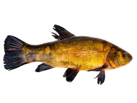 Freshwater fish tench on a white background. Fish tench. Freshwater fishing. Fishing catch....