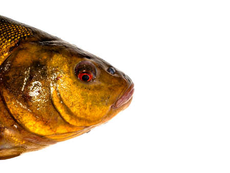 Freshwater fish tench on a white background. Fish tench. Freshwater fishing. Fishing catch....