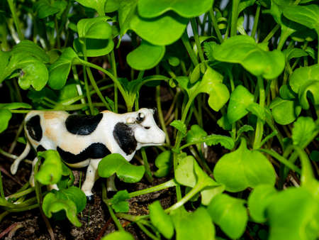 Animal white cow with black spots in green grass.の写真素材