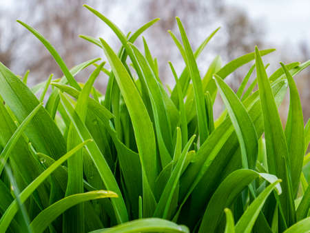 Green leaves of garden plants in spring. Green leaves of flowers. Park flower bed. Spring season....