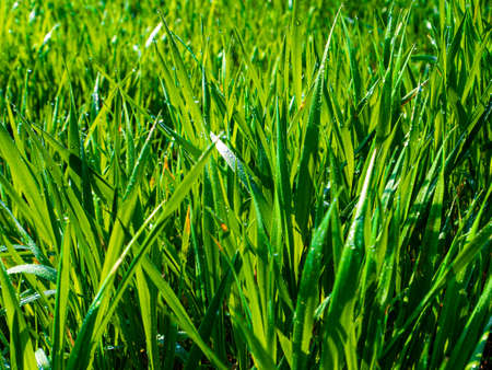 Green grass with drops of morning dew in sunlight. Green meadow grass. Morning dew. Foda drops. Sunlight. Farm field. Agricultural field. Pet food. Background image. Spring season.の写真素材
