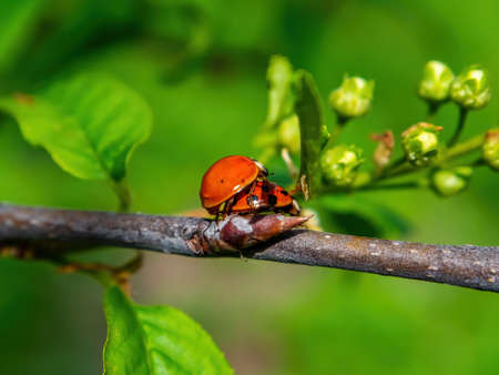 Spring mating season of ladybug insect beetle. Ladybug beetle. Reproduction of insects. The mating...