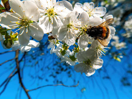 Bumblebee insect on white blooming cherry blossom. Bumblebee insect. The family of bees. Blossoming of whiskey. White flower. The Cherry Orchard. Pollination of trees. Nectar. Animal world.の写真素材