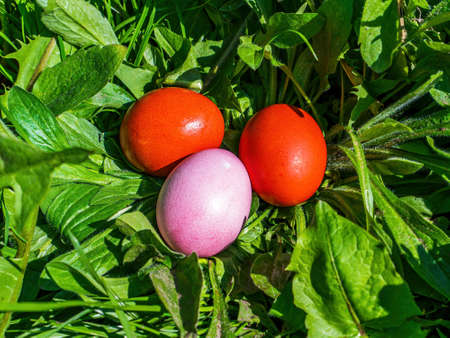 Colored chicken Easter eggs in green grass. Easter holiday. Egg. Green grass. Christian religion....