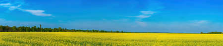 Agricultural flowering field of yellow rapeseed in spring.の写真素材