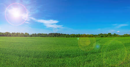 Green agricultural field of winter crops in sunlight.の写真素材