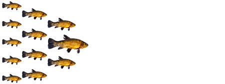Freshwater fish tench isolated on white background.