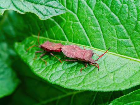 Halyomorpha halys beetle on a green potato leaf. Pentatomidae beetles. Arthropods. Animal insect....