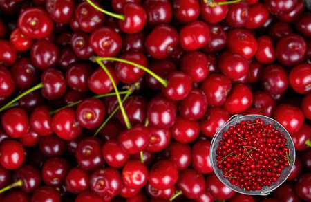 Harvest red cherries in an iron bucket.の写真素材