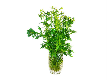 Bouquet of wormwood plants bitter on a white background. Artemisia absinthe. Bouquet of flowers in a vase. Medicinal plants. Blooming flowers of the wormwood plant.の写真素材
