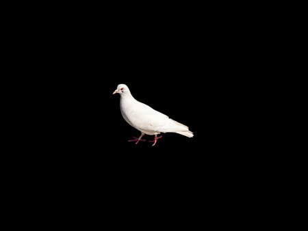 White dove bird isolated on a black background. Feathered birds. White doves. Black background. Pigeon mail. The animal world. Background image.の写真素材