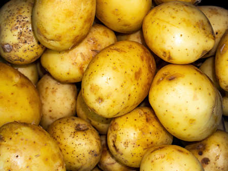 Vegetable agricultural crop of potato plant tubers. Solanum tuberosum. Raw vegetable. Healthy eating. Agricultural business. Background image. Solanaceae.の写真素材