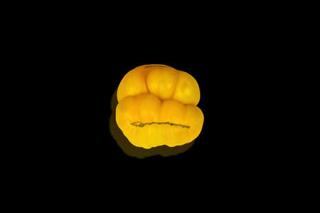 Yellow tomato vegetable on a black background. Yellow tomato. Vegetable harvest. Agricultural...
