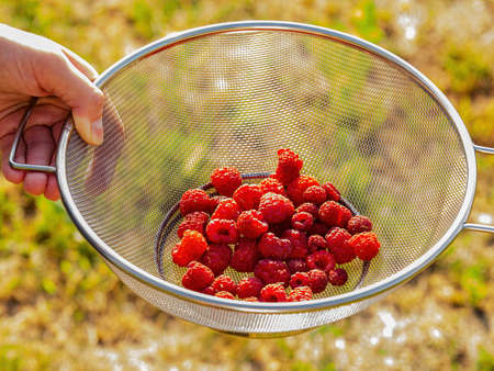Harvesting red raspberry fruit berries with hands.