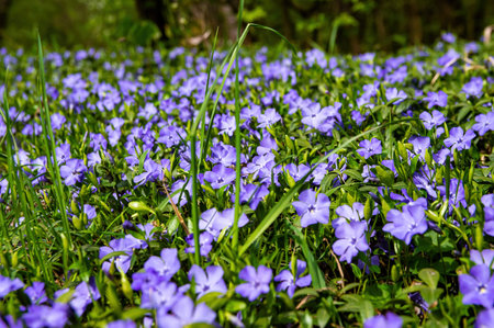 Lilac flowers of blooming forest violets with green leaves.の写真素材