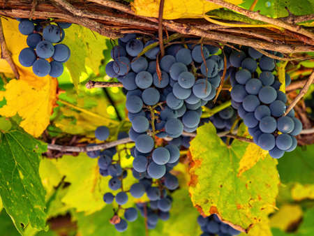 Blue grapes in the green leaves of the vine of the vineyard.