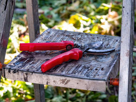Garden shears for cutting branches of trees and bushes.の写真素材
