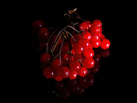 A branch with red viburnum berries in the dark on a black background.