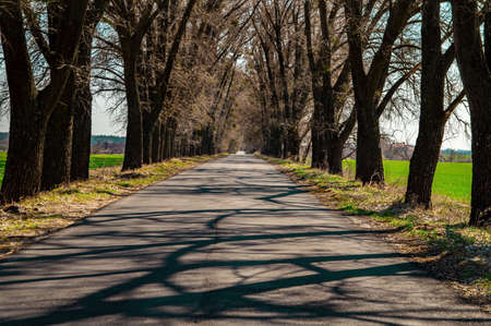 An asphalt road leading into the distance between the trees.の写真素材