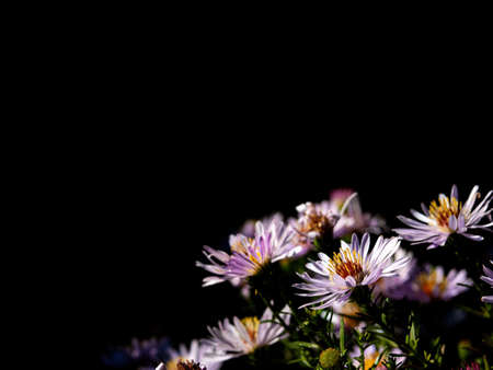 Pink blooming flowers of a bush aster on a black background.の写真素材