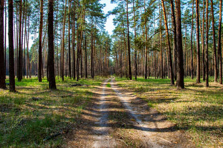 Dirt road going beyond the horizon in a pine forest. Dirt road. pine forest. coniferous trees. spruce tree. Trunks of trees. tall tree. green grass. blue sky. natural landscape. Ecosystem. landscape.の写真素材