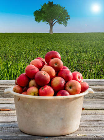 Harvest of red apples in a plastic bowl on a wooden table. apple orchard. fruit trees. red apple. Harvesting in horticulture. agricultural field. blue sky. Sunlight. green grass. farm business.の写真素材