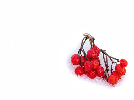 Berries of a red rowan tree in the snow on a white background.の写真素材