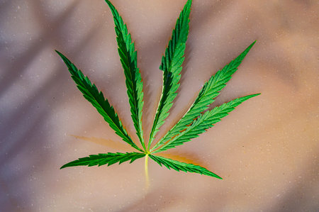 Green leaf of hemp plant on the surface of muddy water.の写真素材