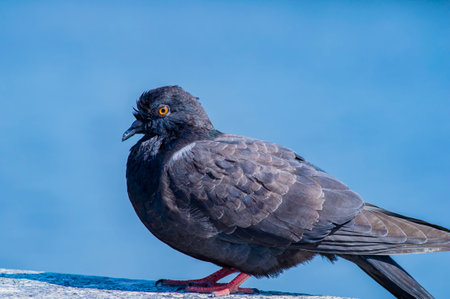 Black pigeon of the columbidae bird family.の写真素材