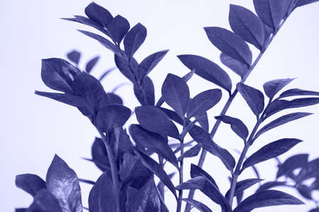 Color of the year 2022. Leaves of zamioculcas on soft violet background. Leaves close up toned in...