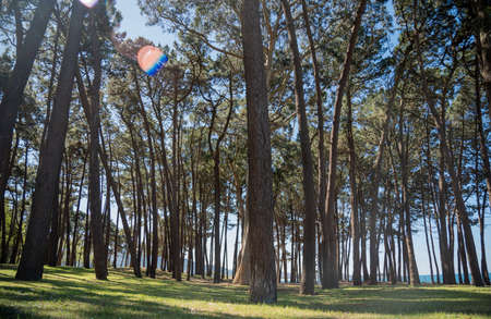 Landscape with big trees near the sea in a sunny day
