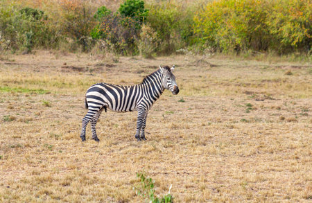 Zebra in Masai Mara National Park KENYAの写真素材