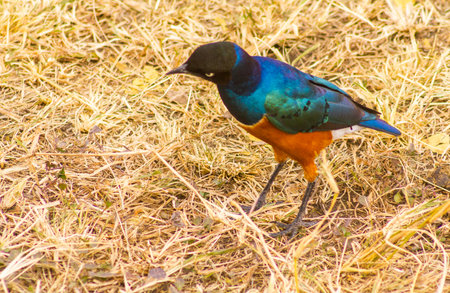 The golden breasted starling in Masai Mara National Park KENYAの写真素材