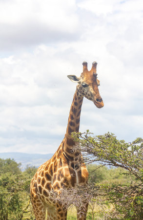 Maasai Girraffes standing in the middle of the savannahの写真素材