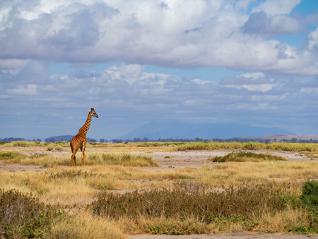 Giraffe in the savanna of Amboseli National Park, Kenyaの写真素材