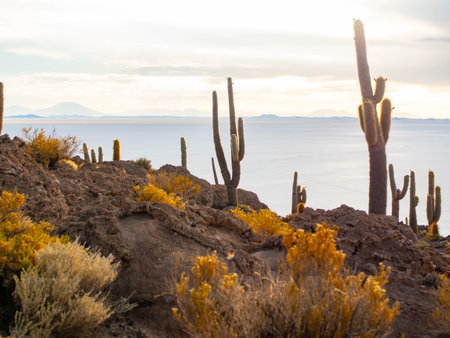 Incahuasi Island in Uyuni Salt Flats Boliviaの写真素材