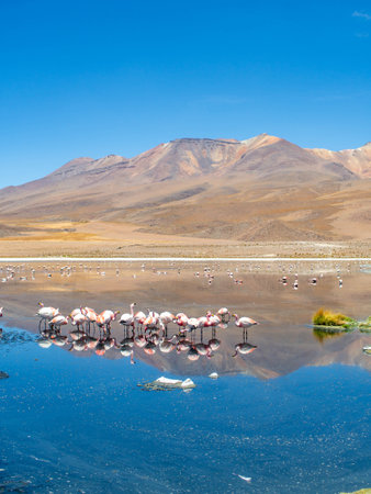 Flamingos at Laguna Colorada, Andes, Boliviaの写真素材