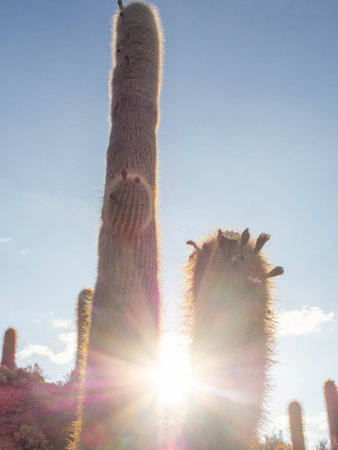 Incahuasi Island in Uyuni Salt Flats Boliviaの写真素材