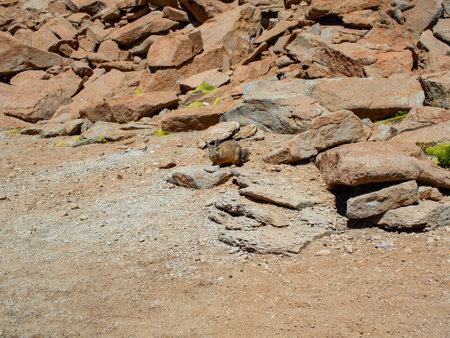 southern viscacha (Lagidium viscacia) over some rocks in Uyuni salt flat Boliviaの写真素材