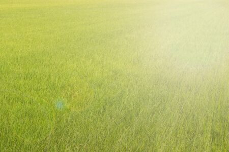 Rice fields green with golden light of the sun shinesの写真素材