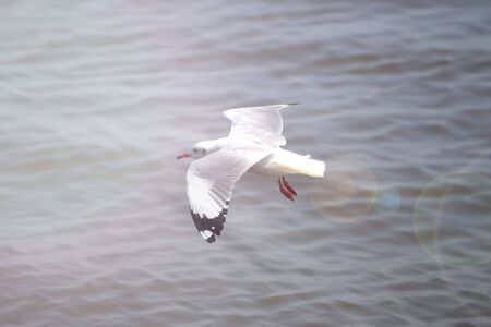 Seagulls flying in the sky in winter.の写真素材