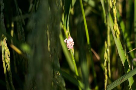 The pink egg on rice in the rice fieldsの写真素材