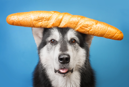 Alaskan malamute with baguette on the headの写真素材