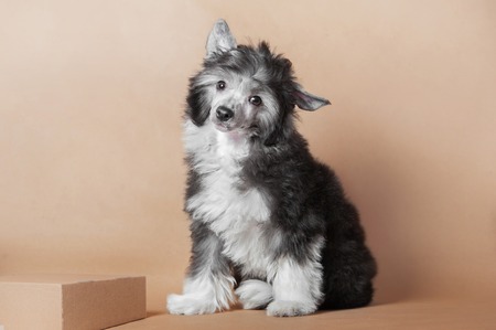 studio shot of Chinese Crested Dog fluffy puppy sitting on the biege backgroundの写真素材