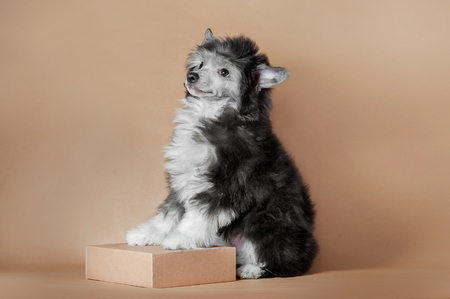 cute fluffy puppy of chinese crested dog sitting on ginger background with paws on boxの写真素材