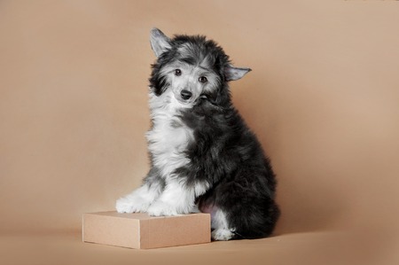 cute fluffy puppy of chinese crested dog sitting on ginger background with paws on boxの写真素材