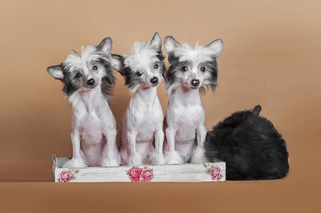 chinese crested dog puppies sitting on the ginger backgroundの写真素材
