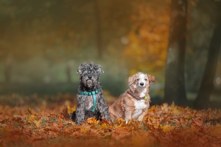 Two mix breed dogs siting in autumn parkの写真素材