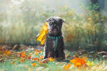 Portrait of cute mixed-breed dog with autumn yellow leavesの写真素材